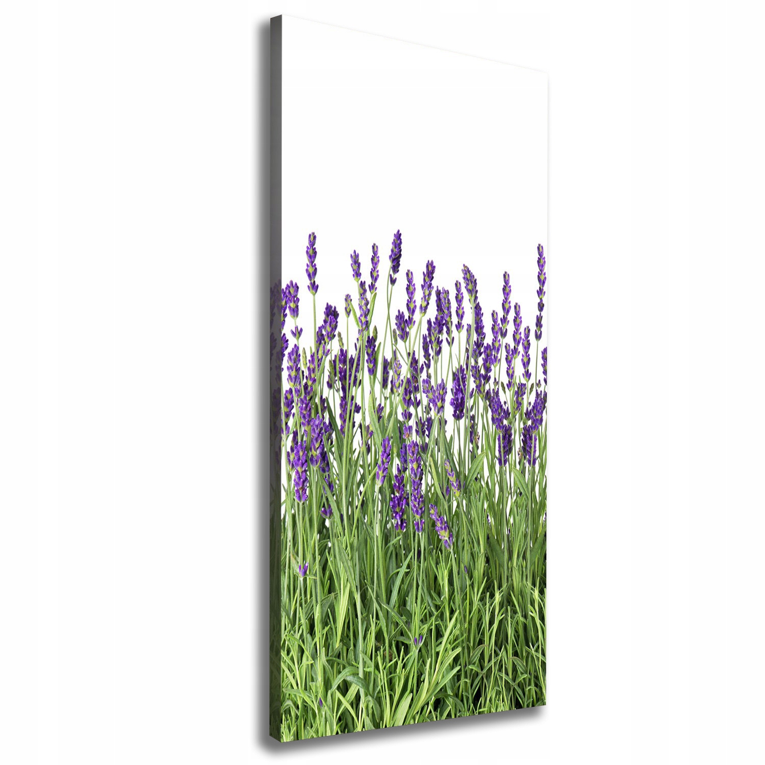 

Foto obraz canvas do salonu Pole lawendy 50x125