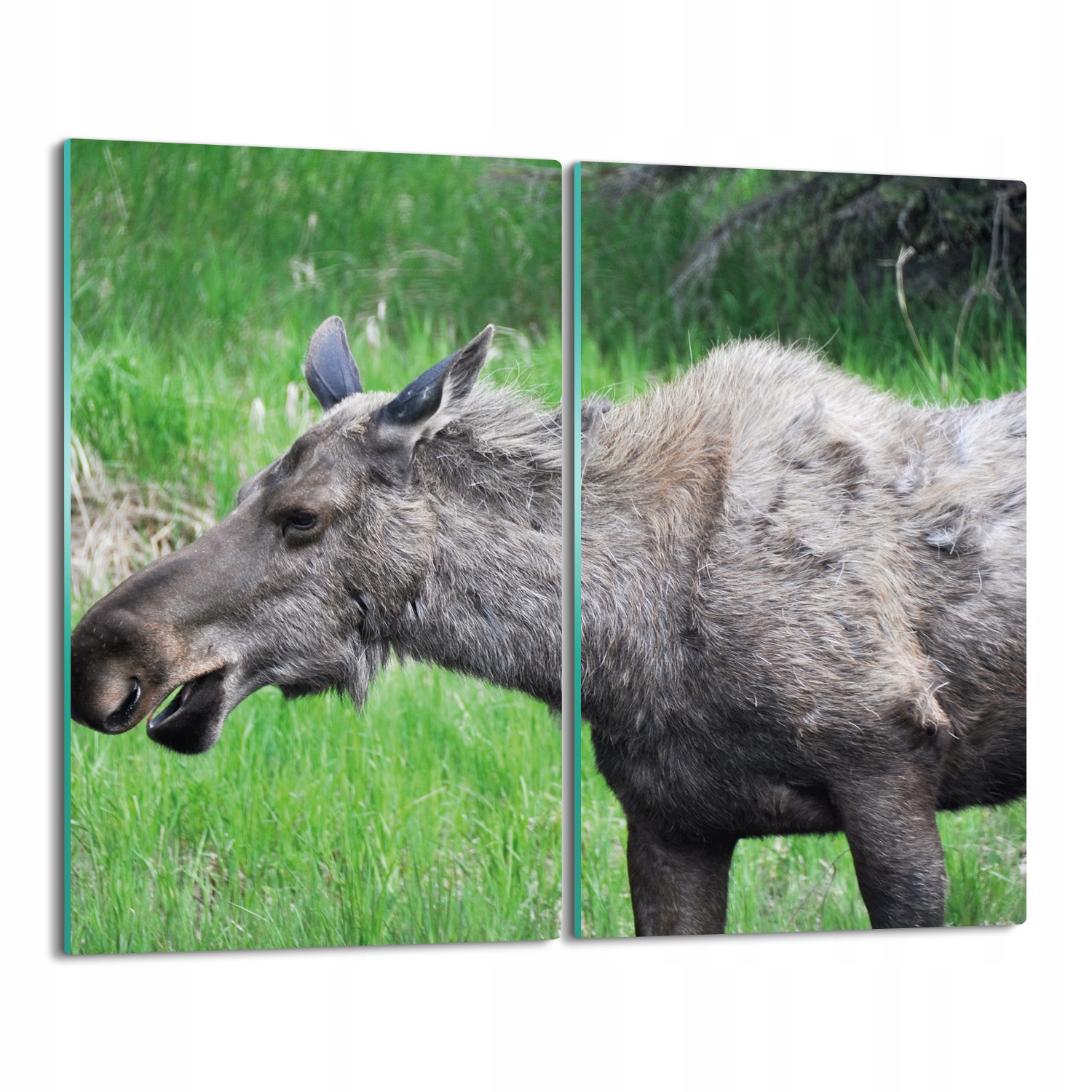 tisk krytka splashback Łoś tráva příroda 2x 30x52