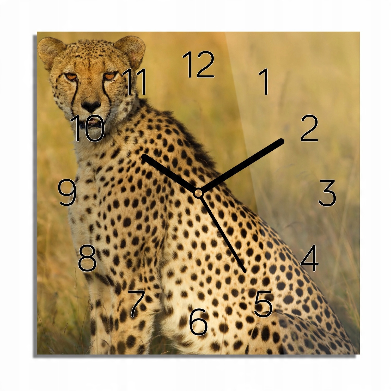 

Gepard trawa natura foto-zegar kwadratowy 30x30