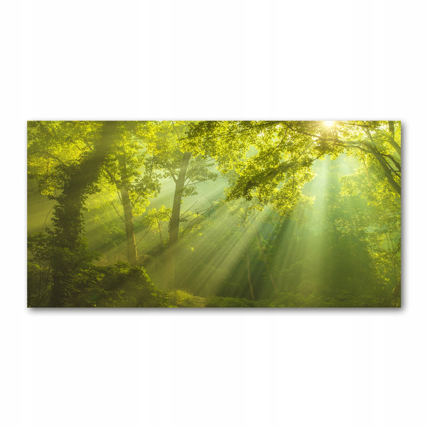 

Foto-obraz akrylowy Las w słońcu zdjęcie 140x70 cm