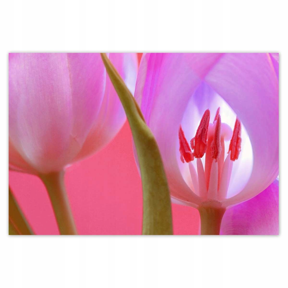 Plakáty 200x135 Růžový tulipán