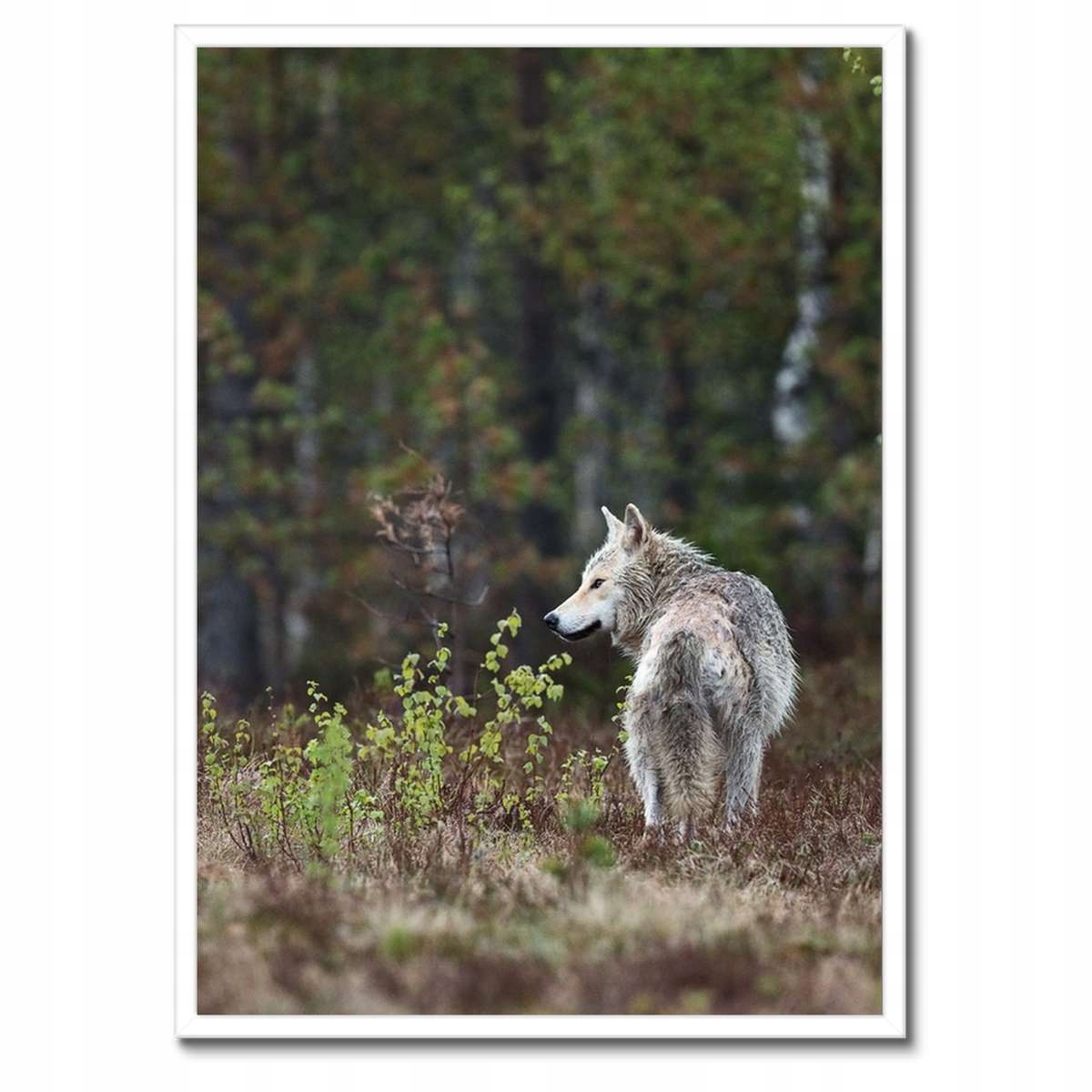 Plakáty v rámu 50x70 Vlk vlci Wolf