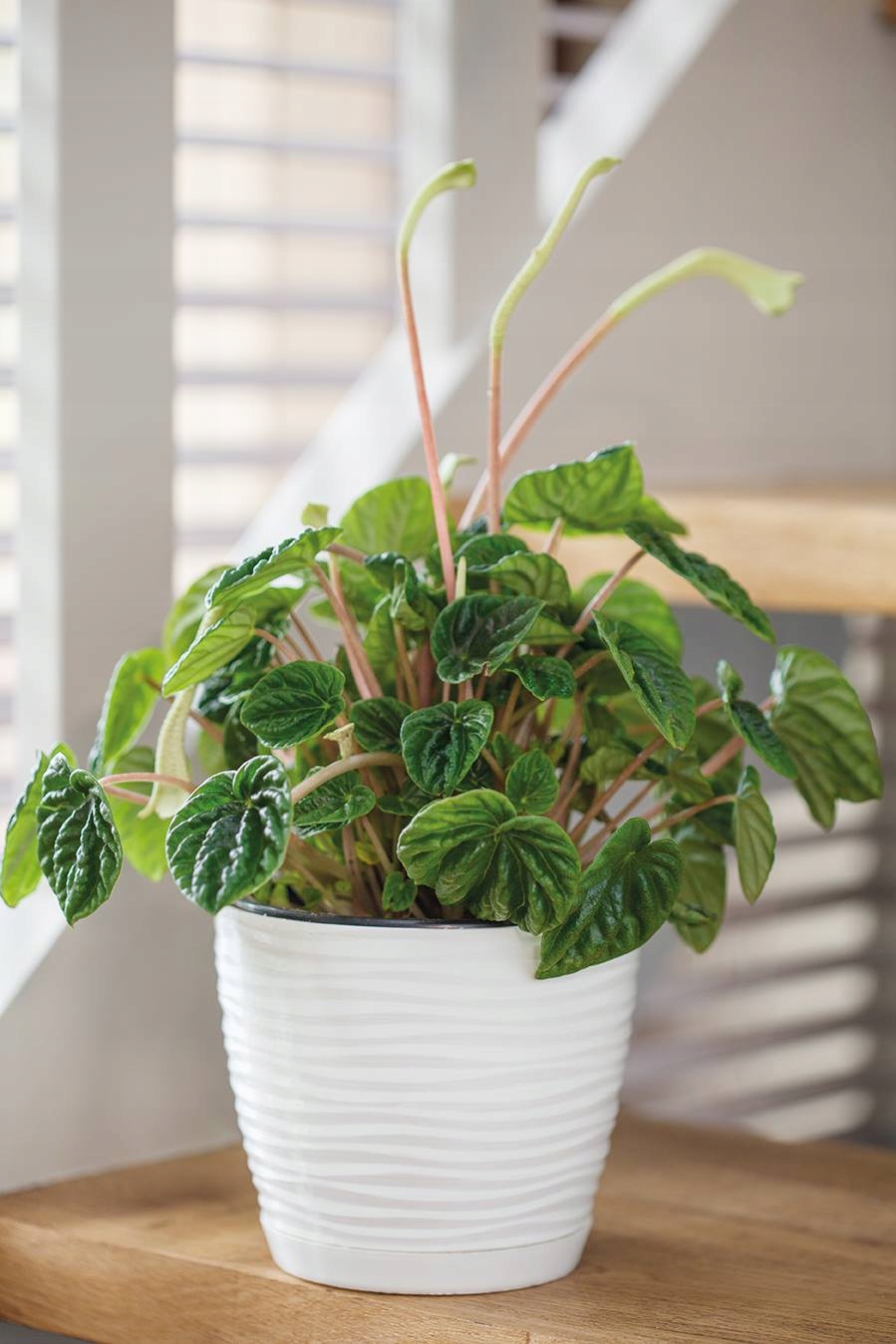 DONICZKA Z PODSTAWKĄ SAHARA śr. 13CM GRAFIT MAT Form-plastic Marka Form-Plastic