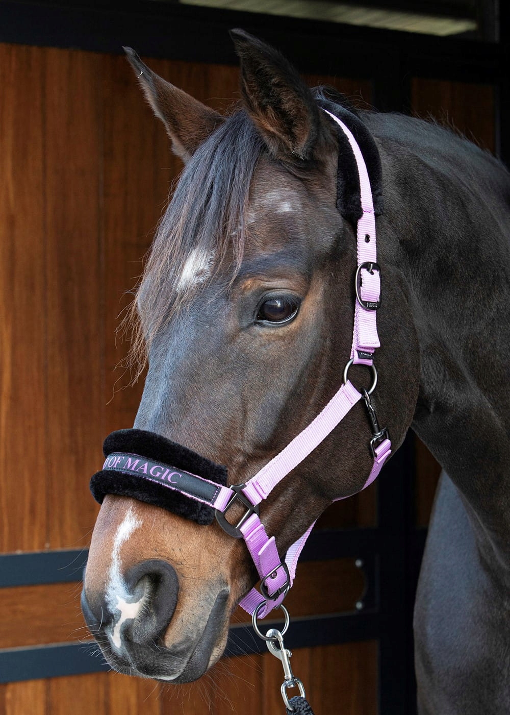 Harry's Horse Kantar Lyrics Quotes Lila Shetty