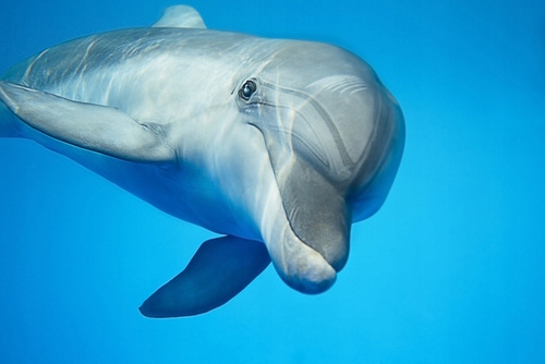 

Fototapeta flizelina na wymiar Delfin pod wodą