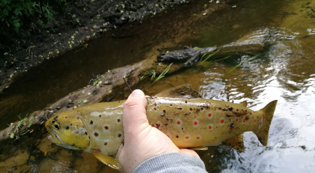 15szt. gum Mikado Fishunter 8cm NA DUŻE Okonie/Sandacze/Szczupaki - 5062 Waga 8 g