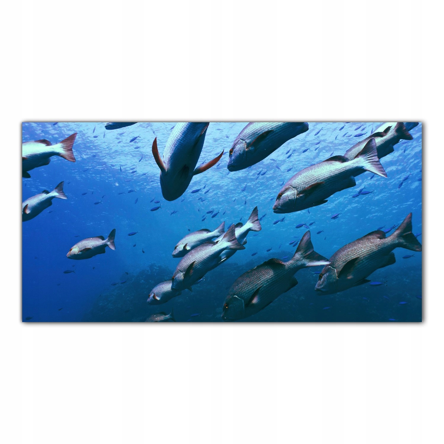 

Hartowany Obraz Szklany Ocean Natura Ryby 100x50