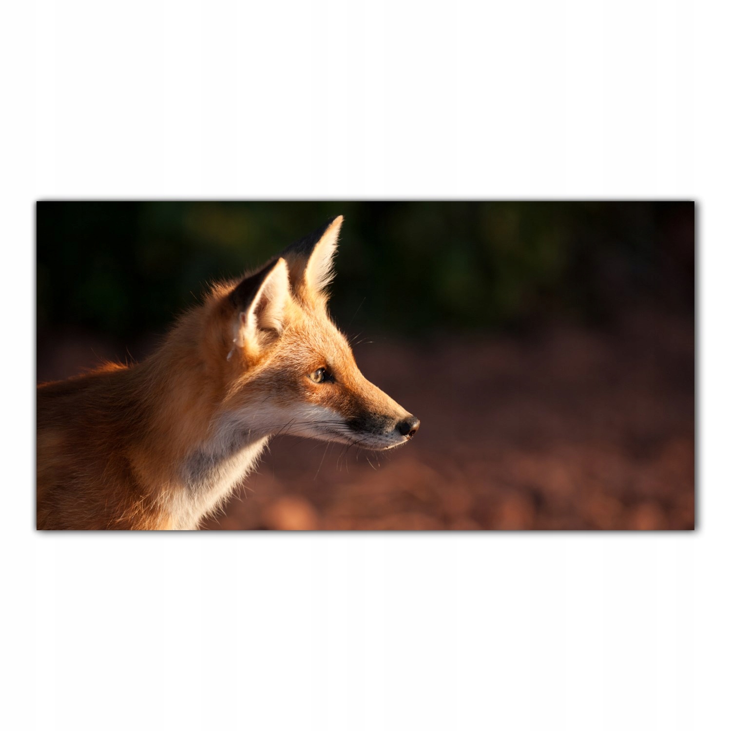 

Obraz Szklany Foto-obraz Lis Zwierzę Las 120x60