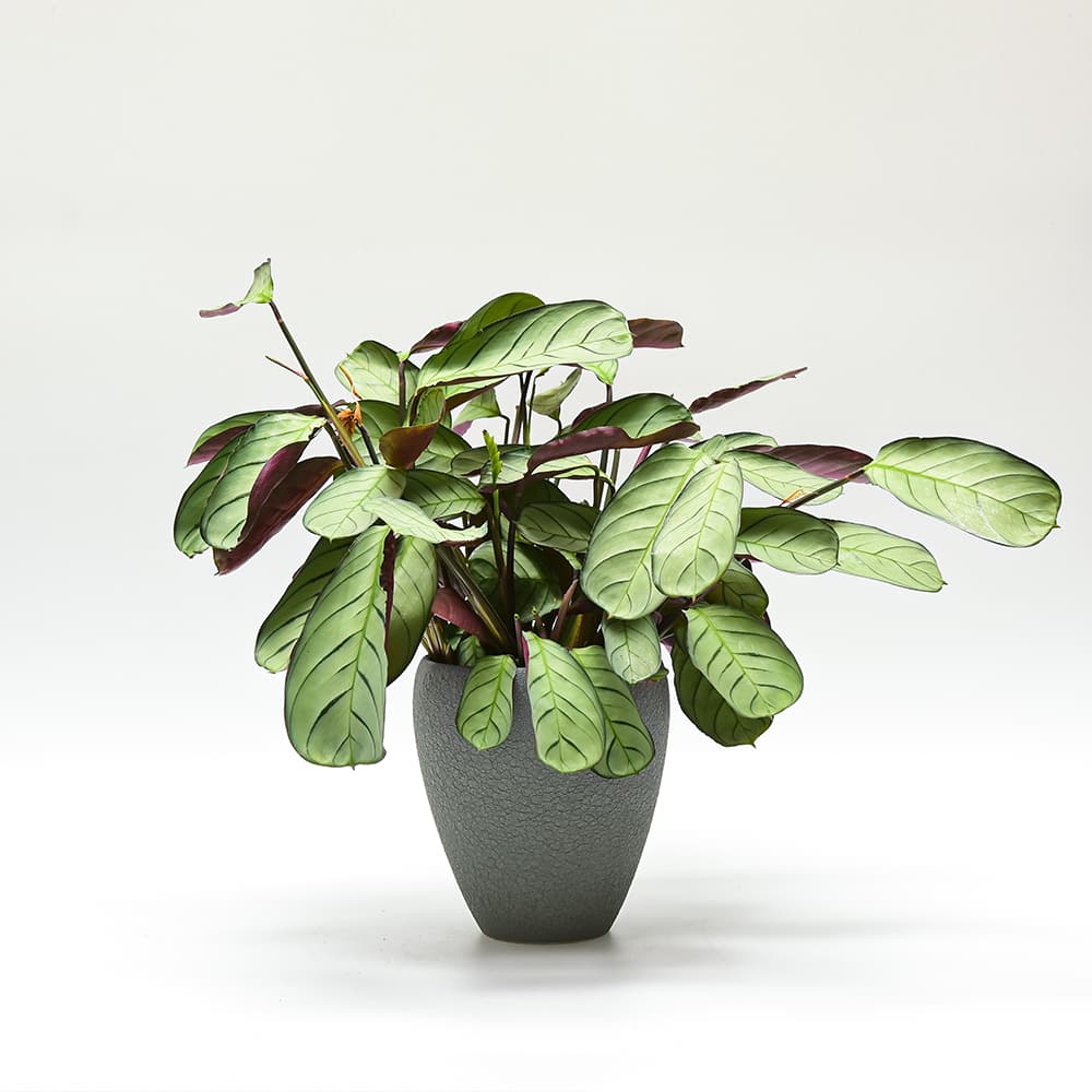 Osłonka Ceramiczna Lizard Rodzaj osłonka