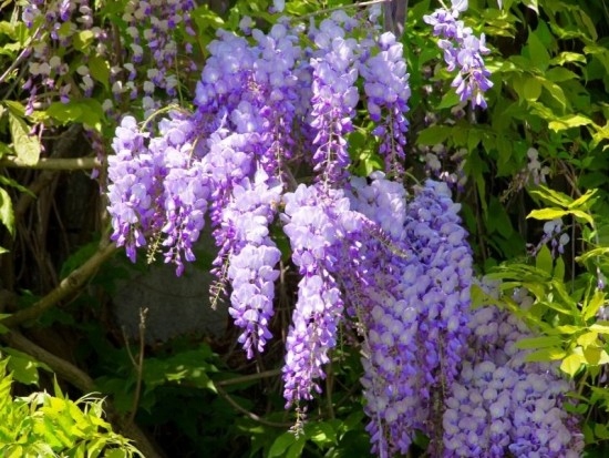 Glicynia chińska 'Prolific' - Wisteria _ Sadzonki Wysokość sadzonki 30 cm