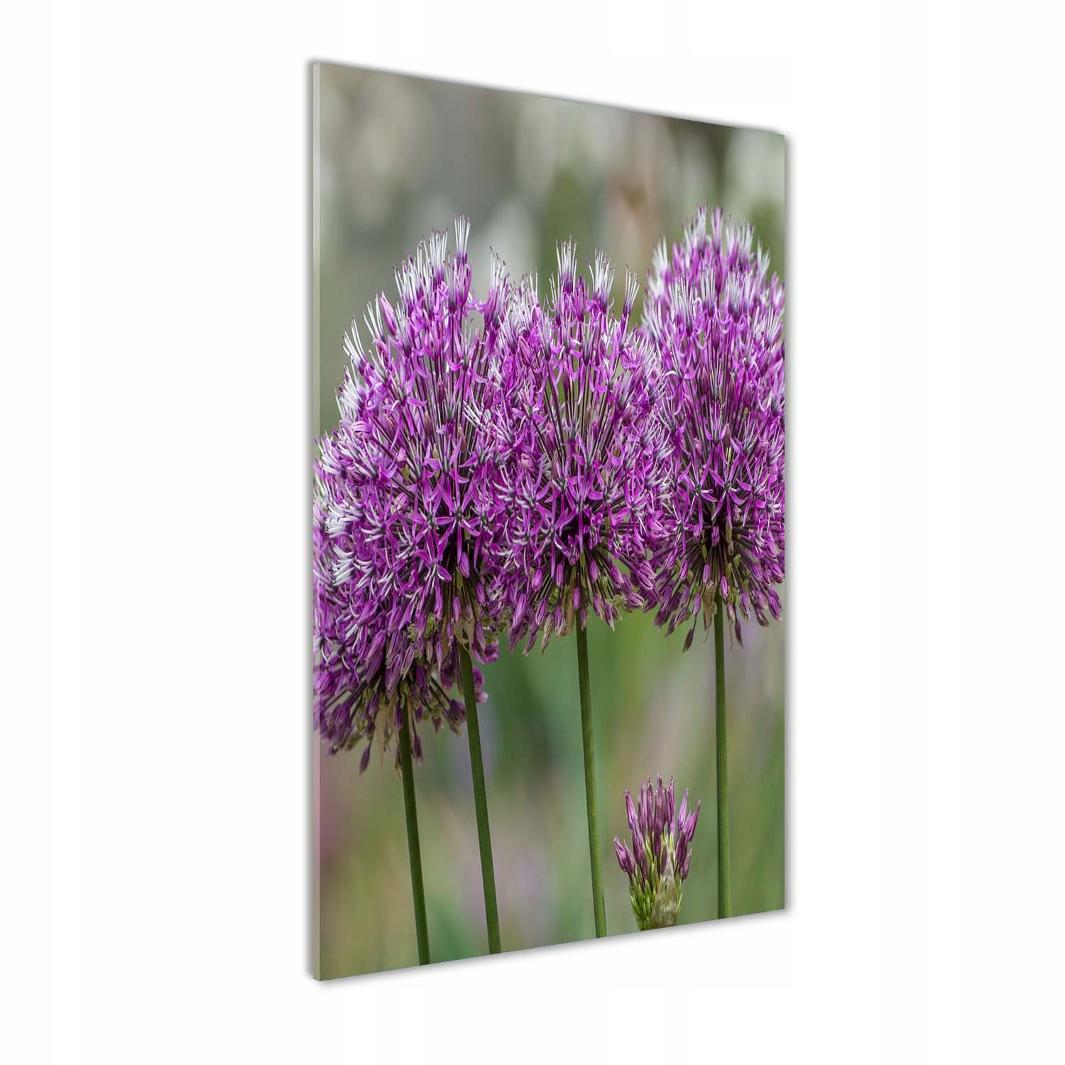 Fotoobraz na skle Květy česneku 60x120