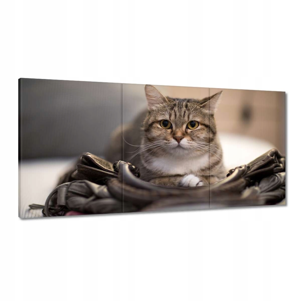 Obrazy 180x90 Mačka Mačky Kicia