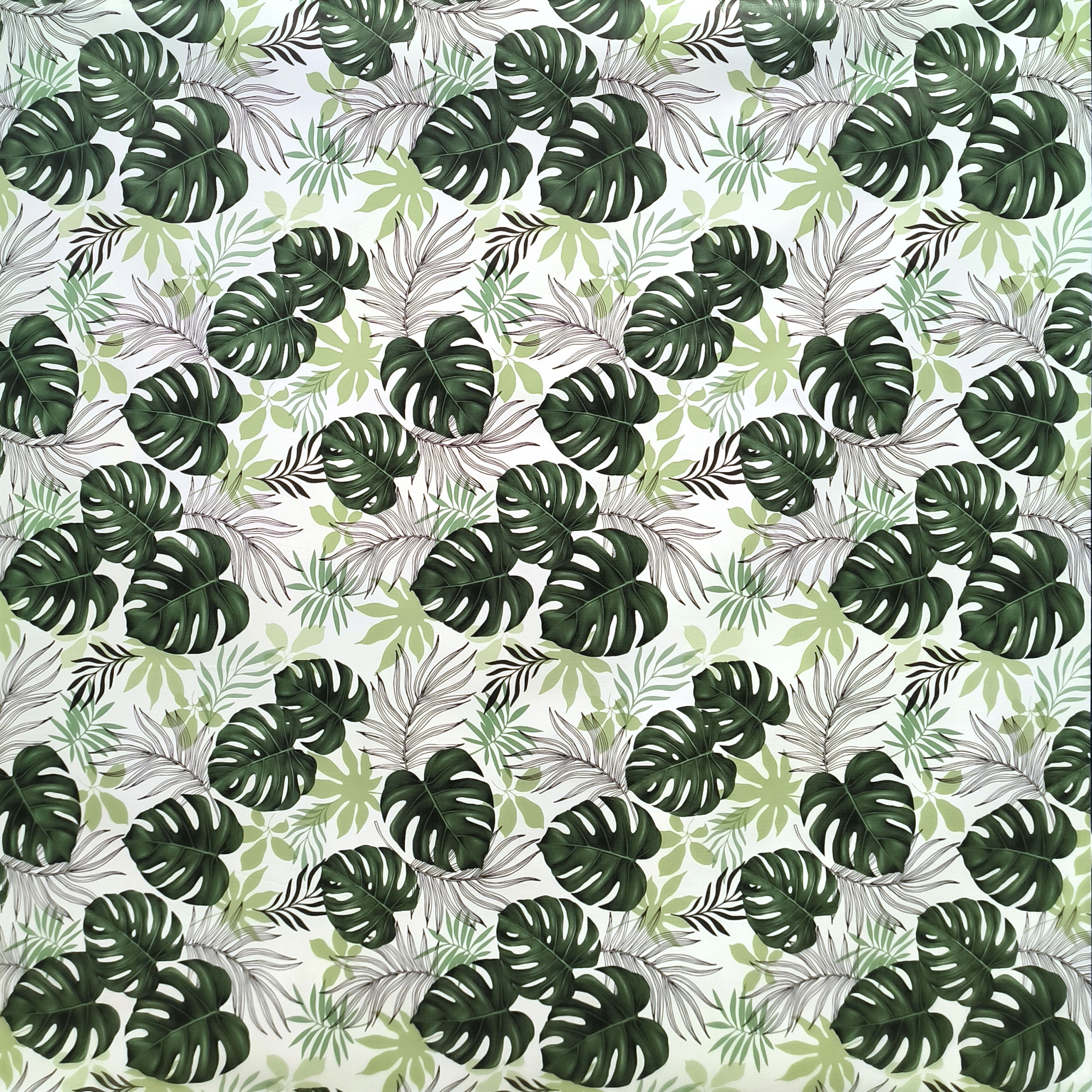 Gruba cerata LIŚCIE MONSTERY Marka inna