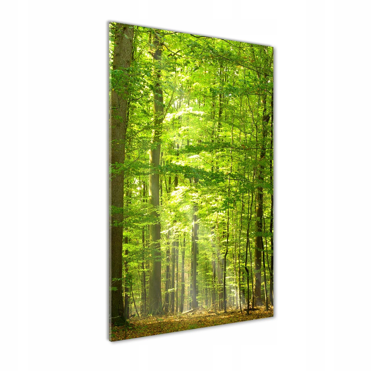 

Foto obraz akrylowy na ścianę Las bukowy 70x140cm