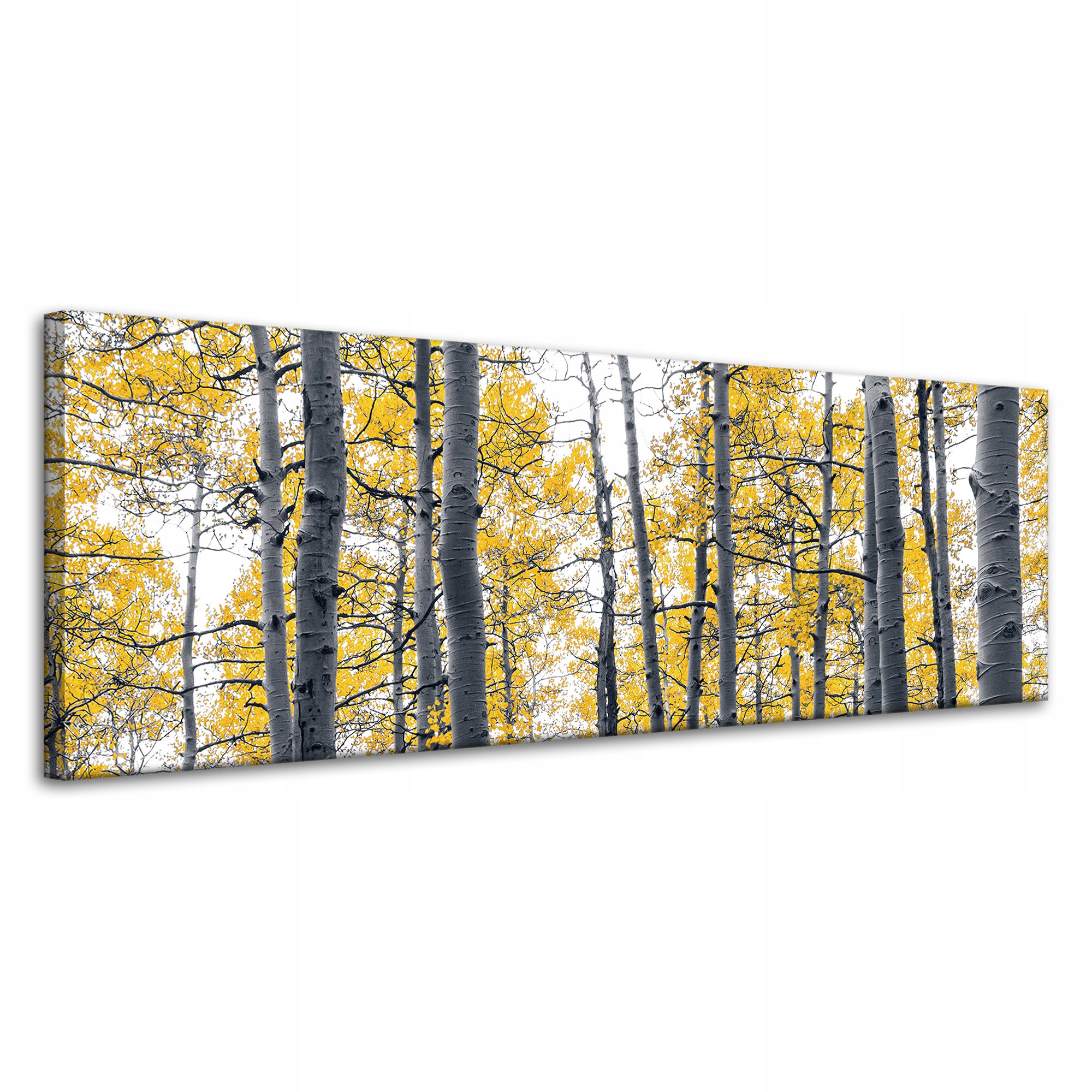 Obraz na plátně Břízy Žluté Listy Příroda Jaro 120x40 cm