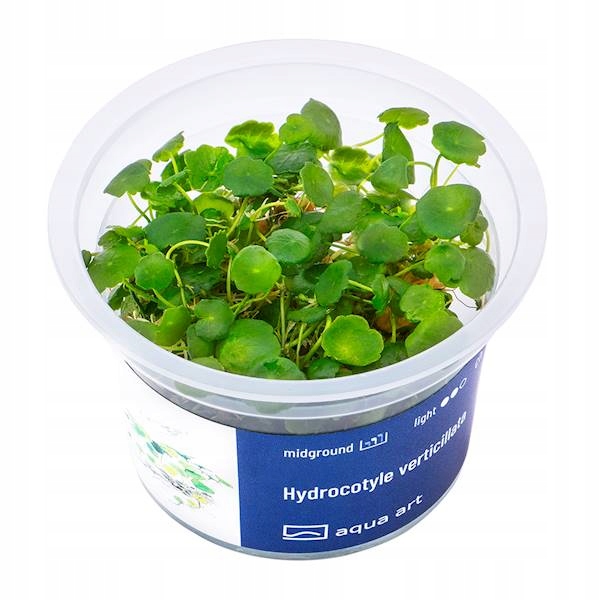 AquaArt Hydrocotyle verticillata ROŚLINA IN VITRO KUBEK 5cm