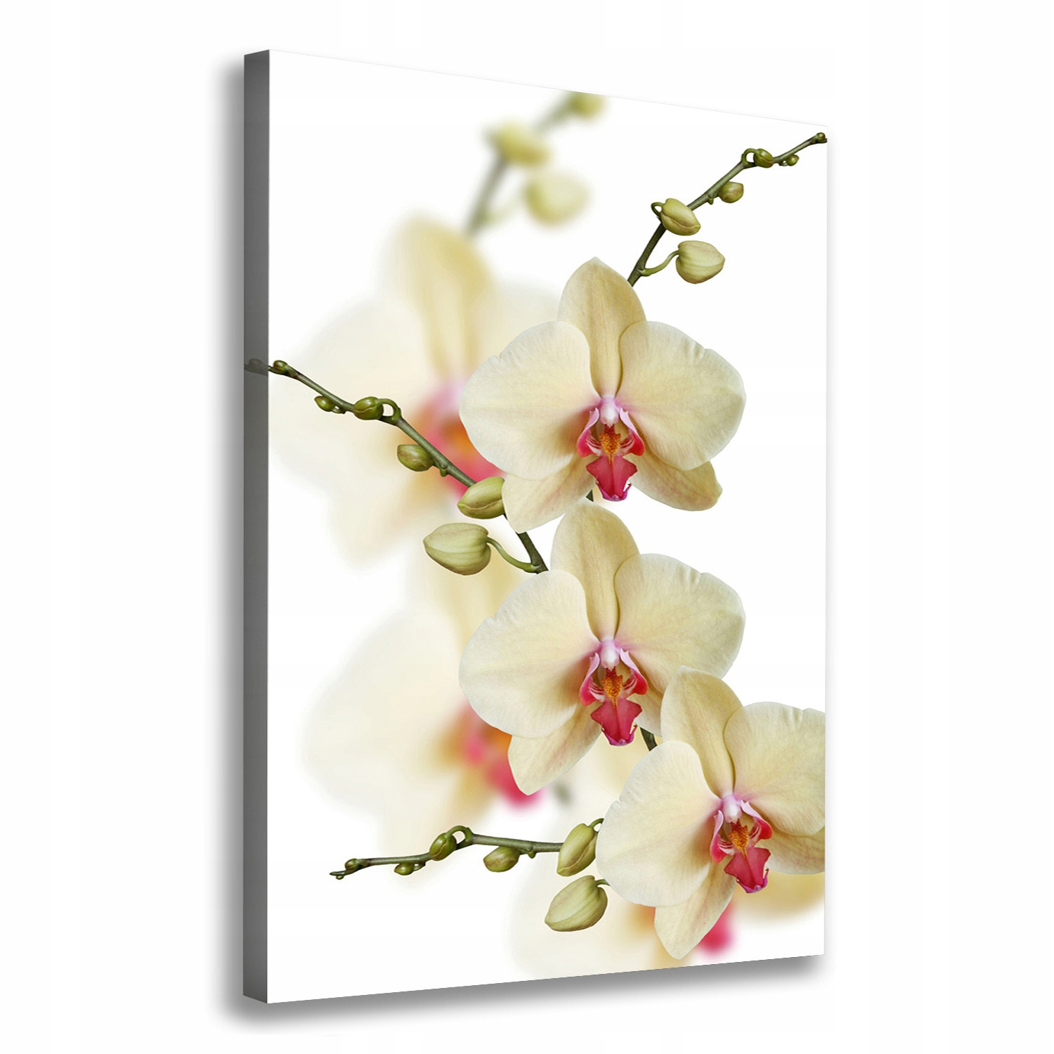 

Foto obraz na płótnie do salonu Orchidea 70x100 cm
