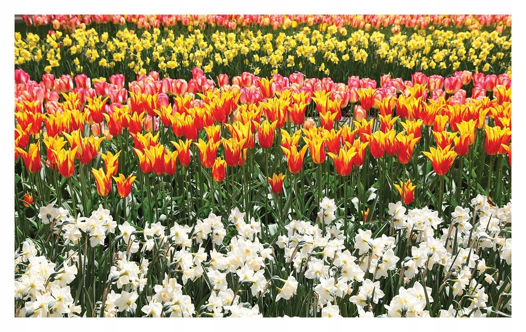 Fototapeta Tulipány a narcisy jarná kytica 416x254 do obývačky lepidlo