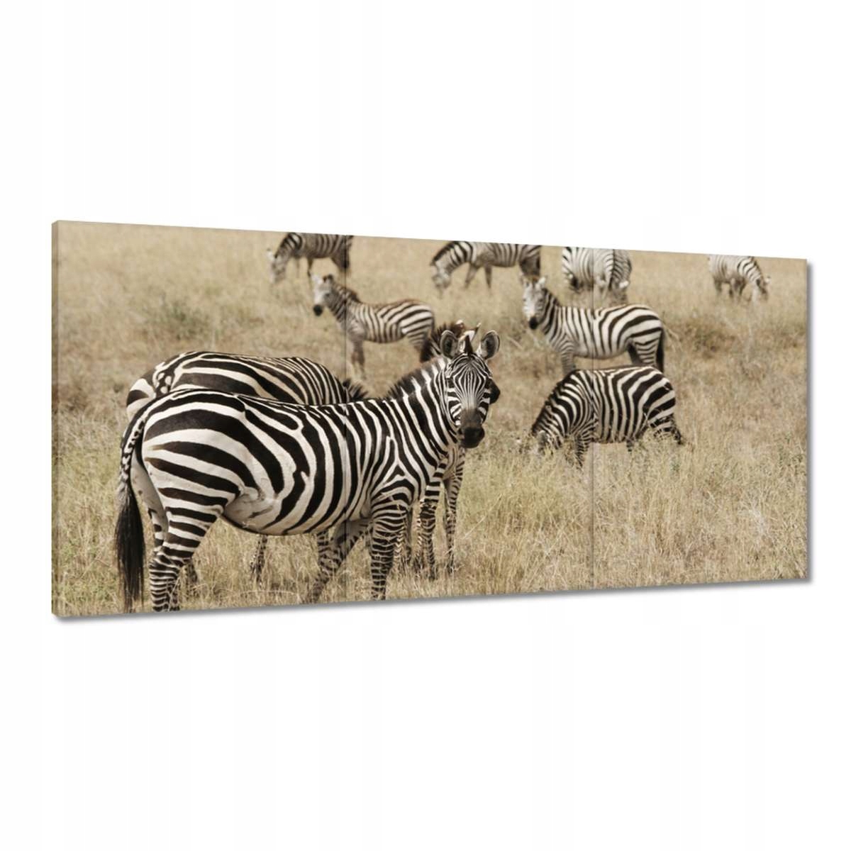 Obrazy 180x90 Zebry na savane