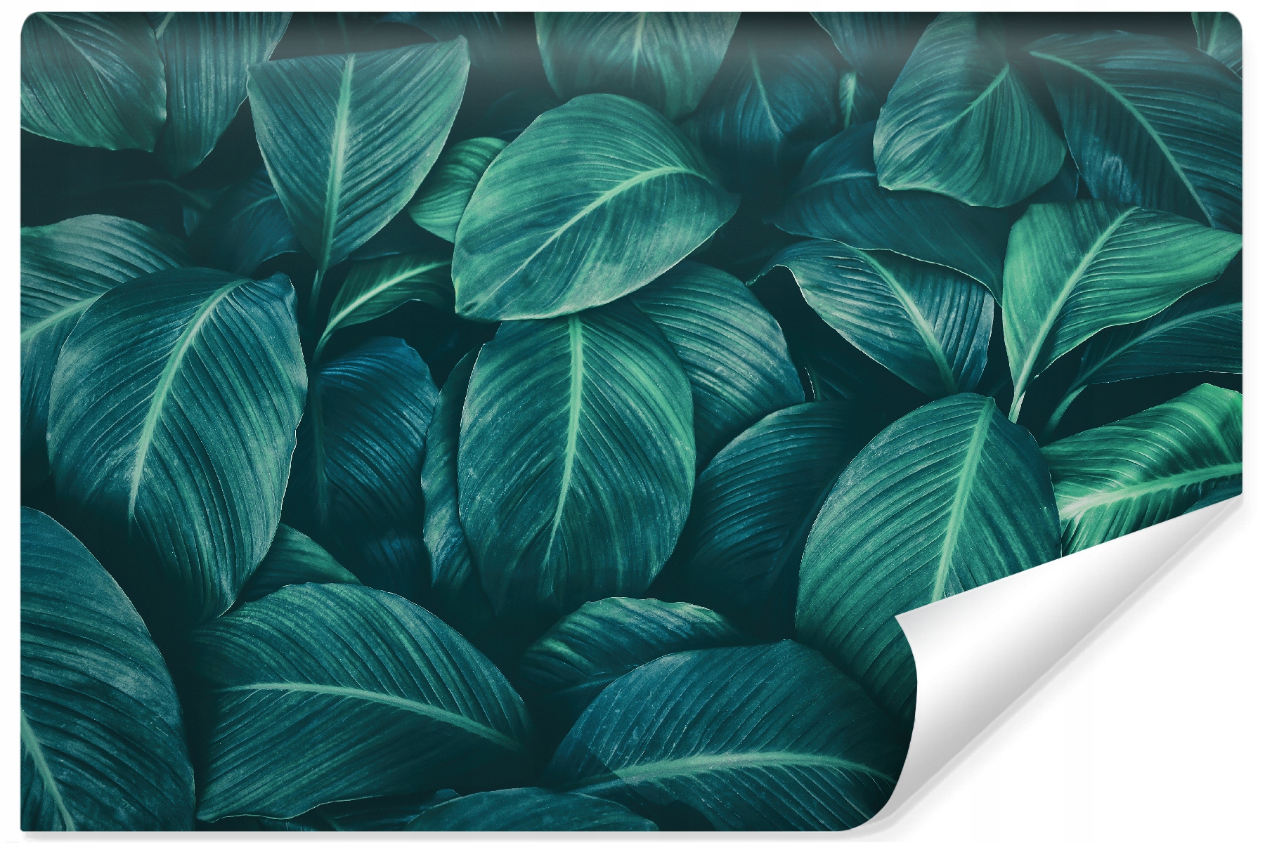 Fototapeta do obývacího pokoje Tropické Listy 3D 315x210