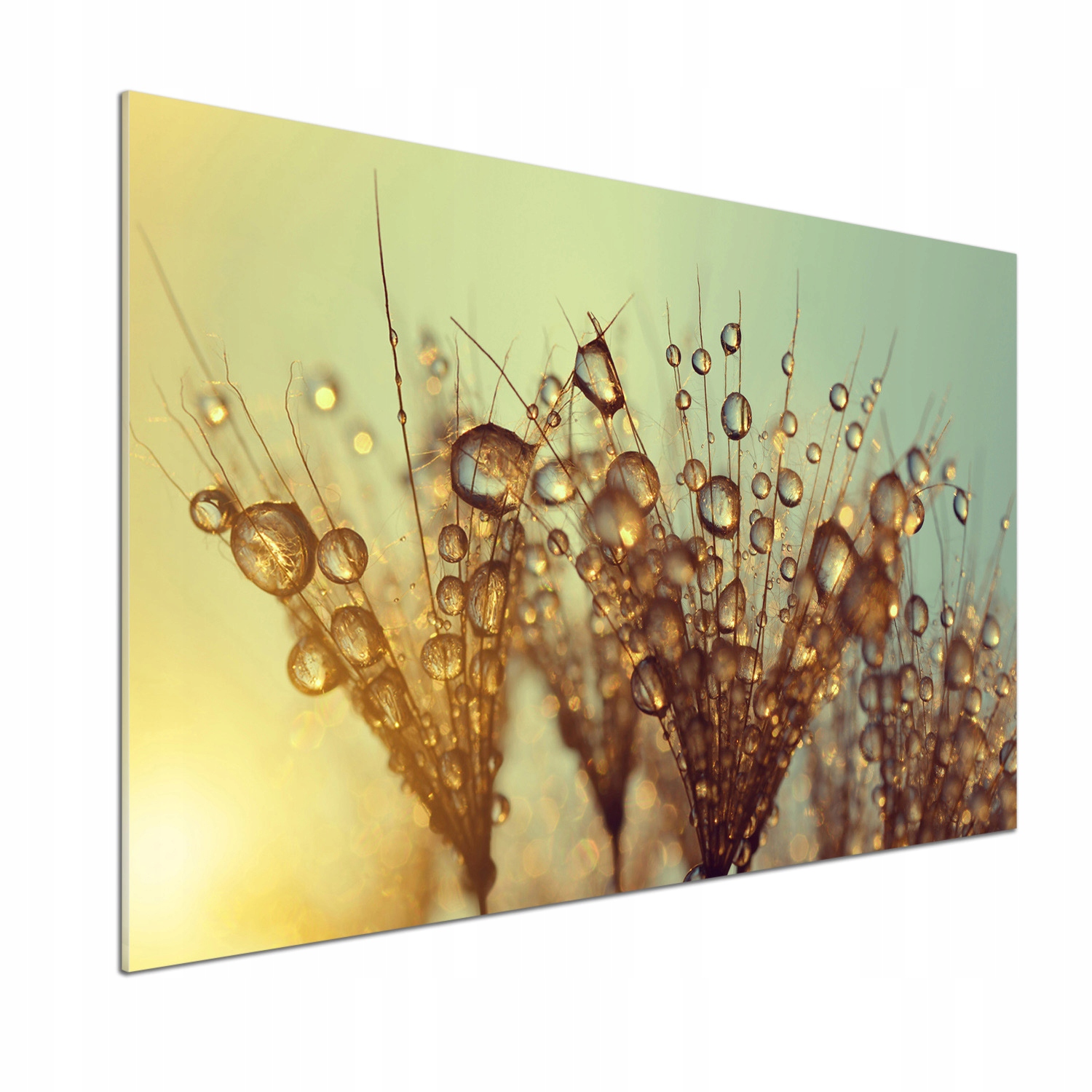 Panel do kuchyne Semená dúchadla 100 x 70 cm Lepidlo