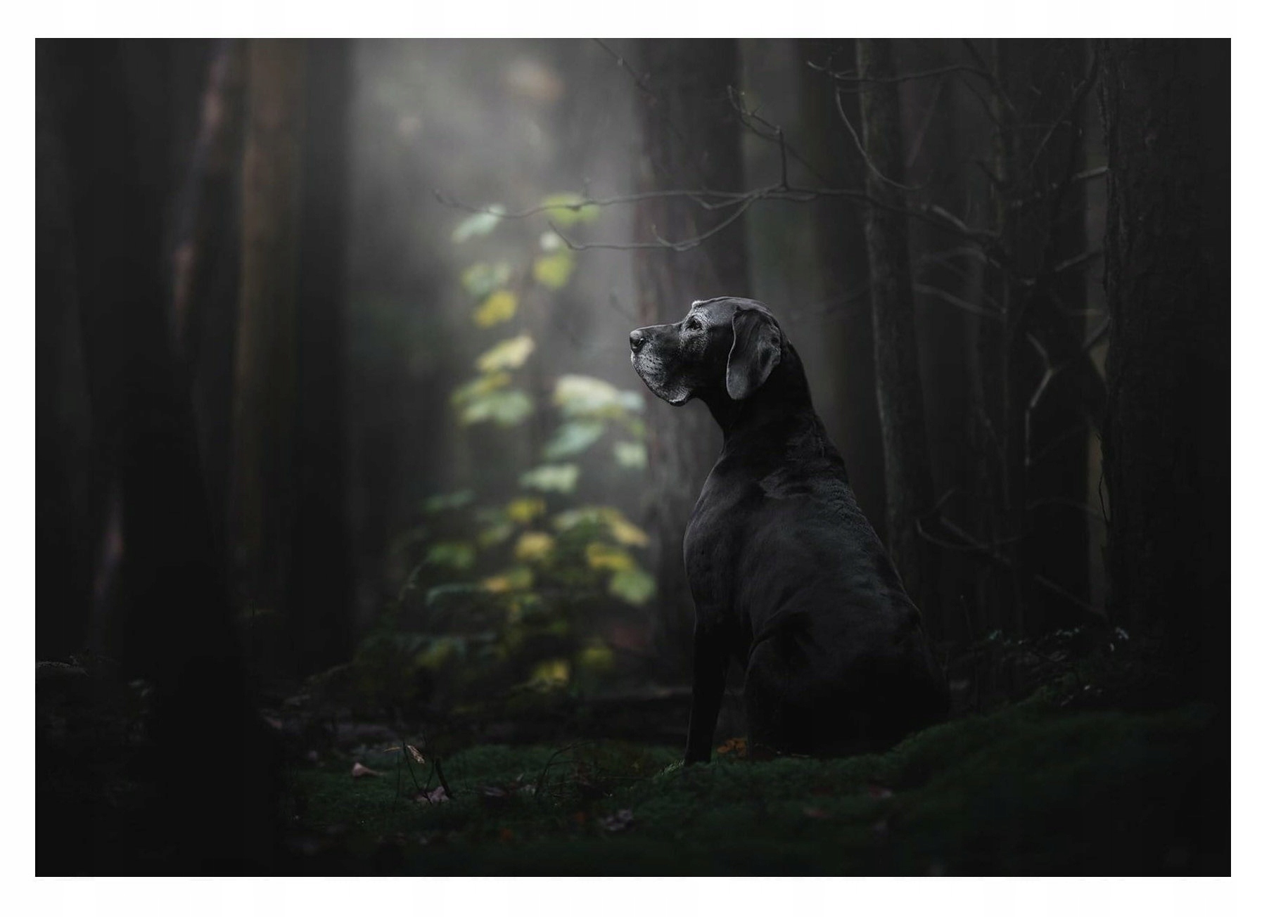 Fototapeta Pes v lesním stínu tajemná vinylová 254x184 lepidlo