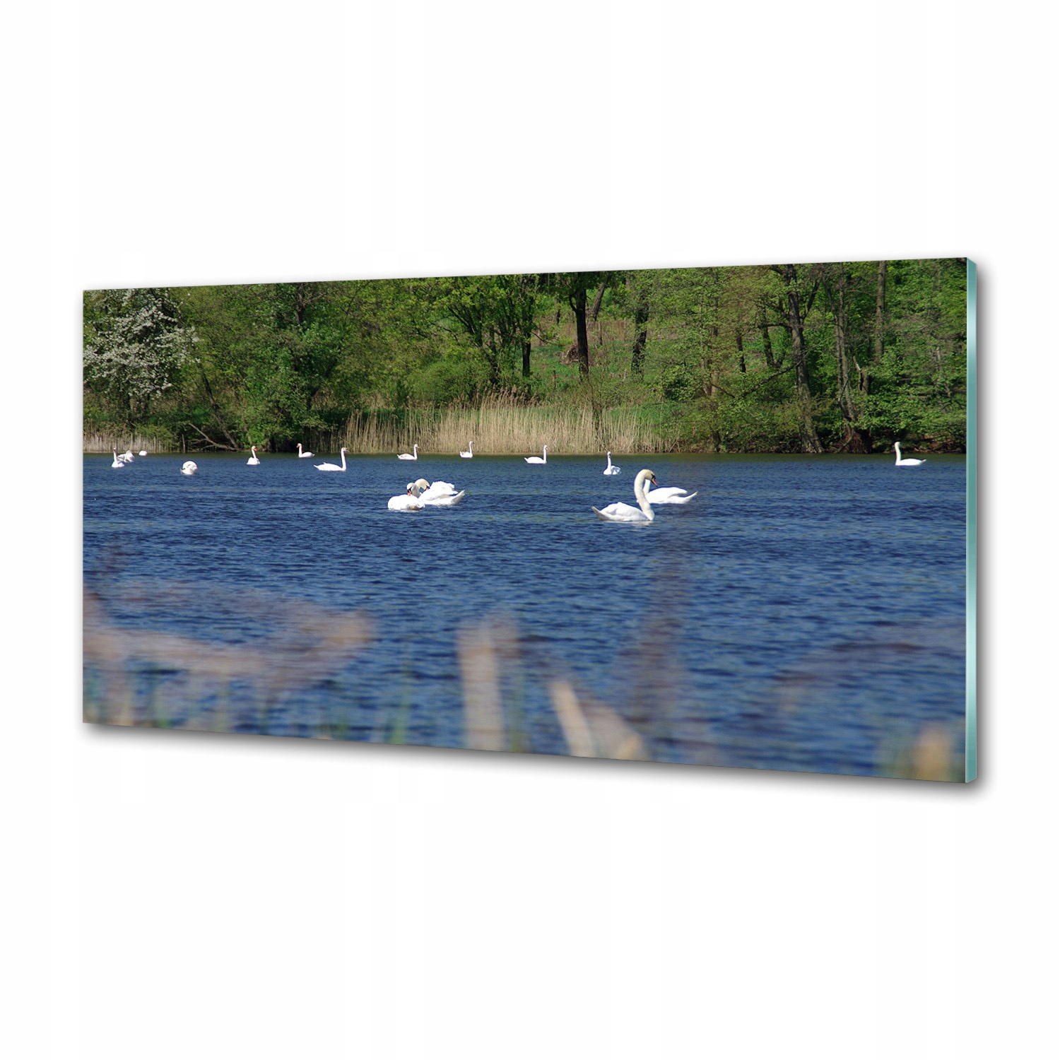Panel do kuchyne Biele labute 100x50 cm Lepidlo
