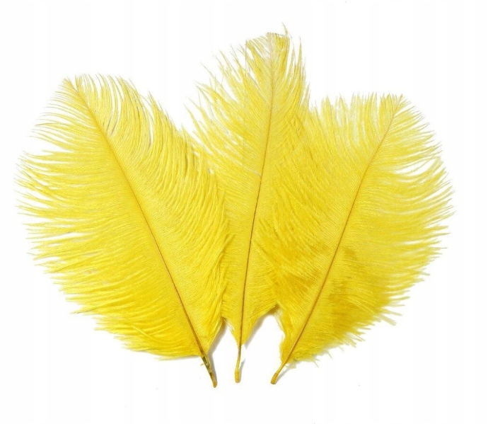 Pióra strusia 13-18 cm Żółte