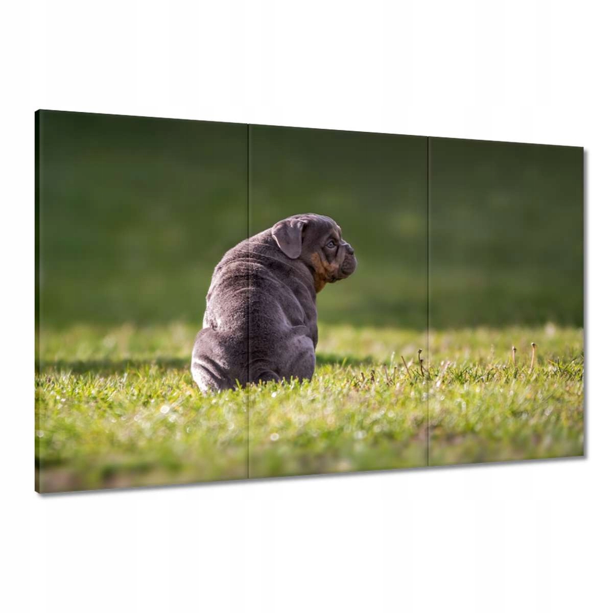 Obrazy 120x80 Pes Pejsek Psi