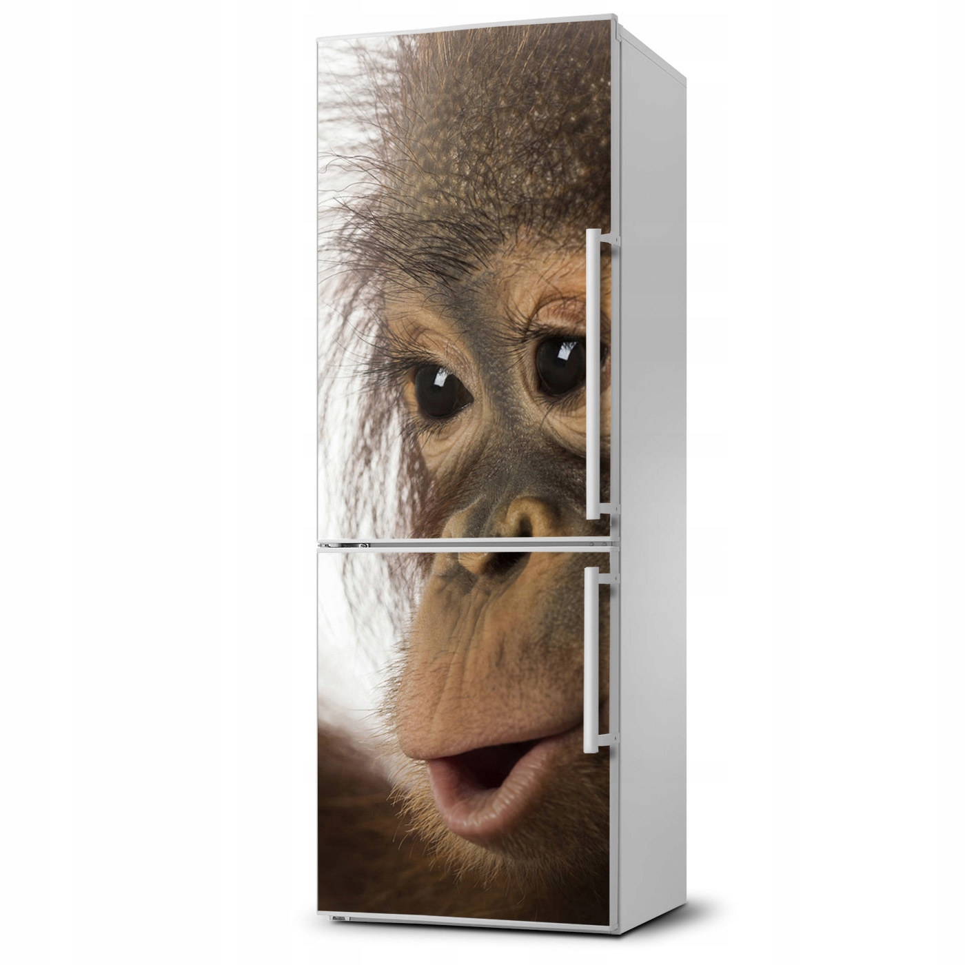 

Naklejka Magnes na lodówkę Młody orangutan 60x180
