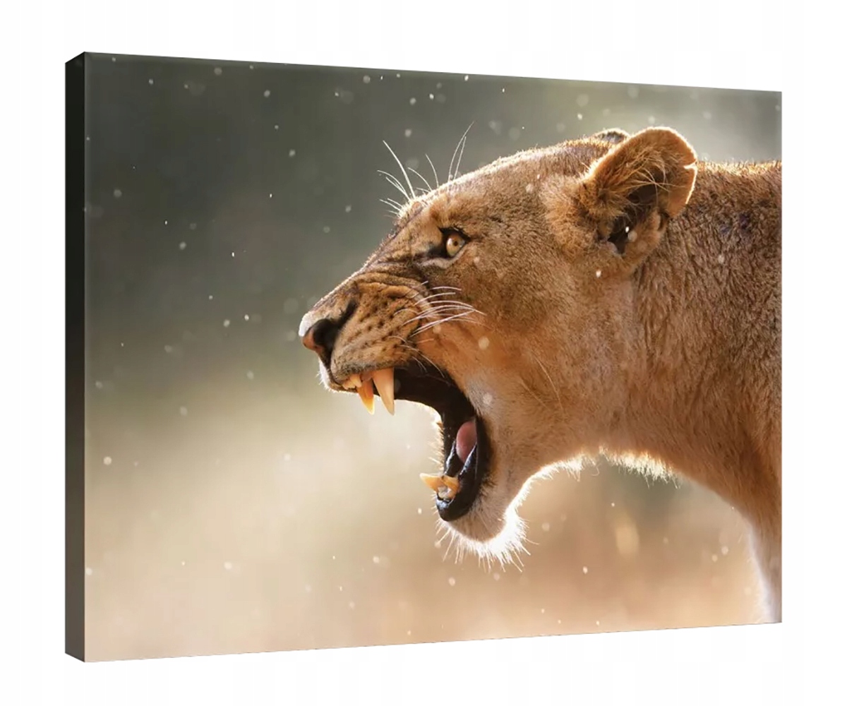 Obraz Na Plátně Canvas 80x60 Lvice Lev Ryk