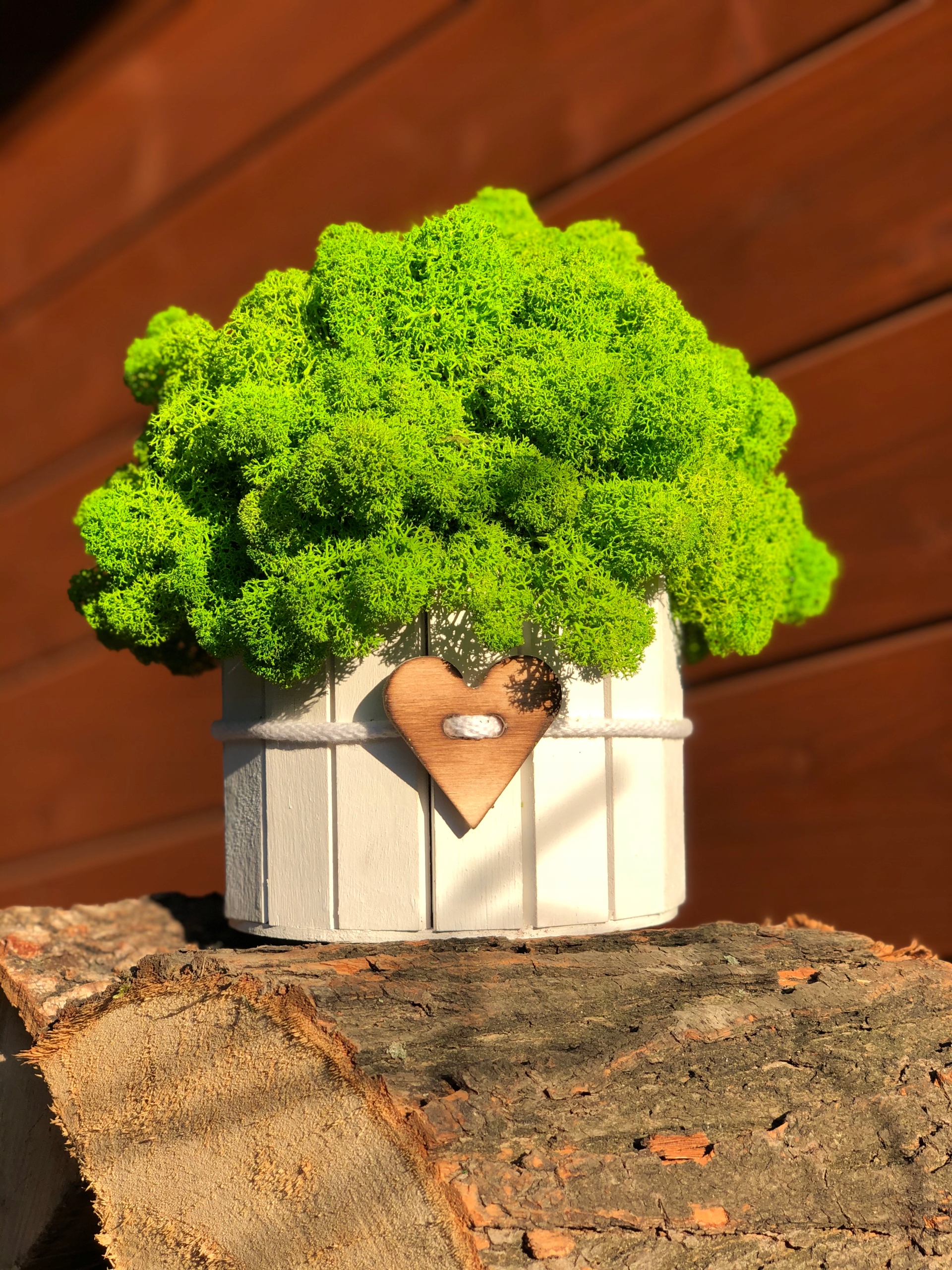 MECH CHROBOTEK FIŃSKI RENIFEROWY NATURALNY KUBEŁEK Forma w doniczce, pojemniku