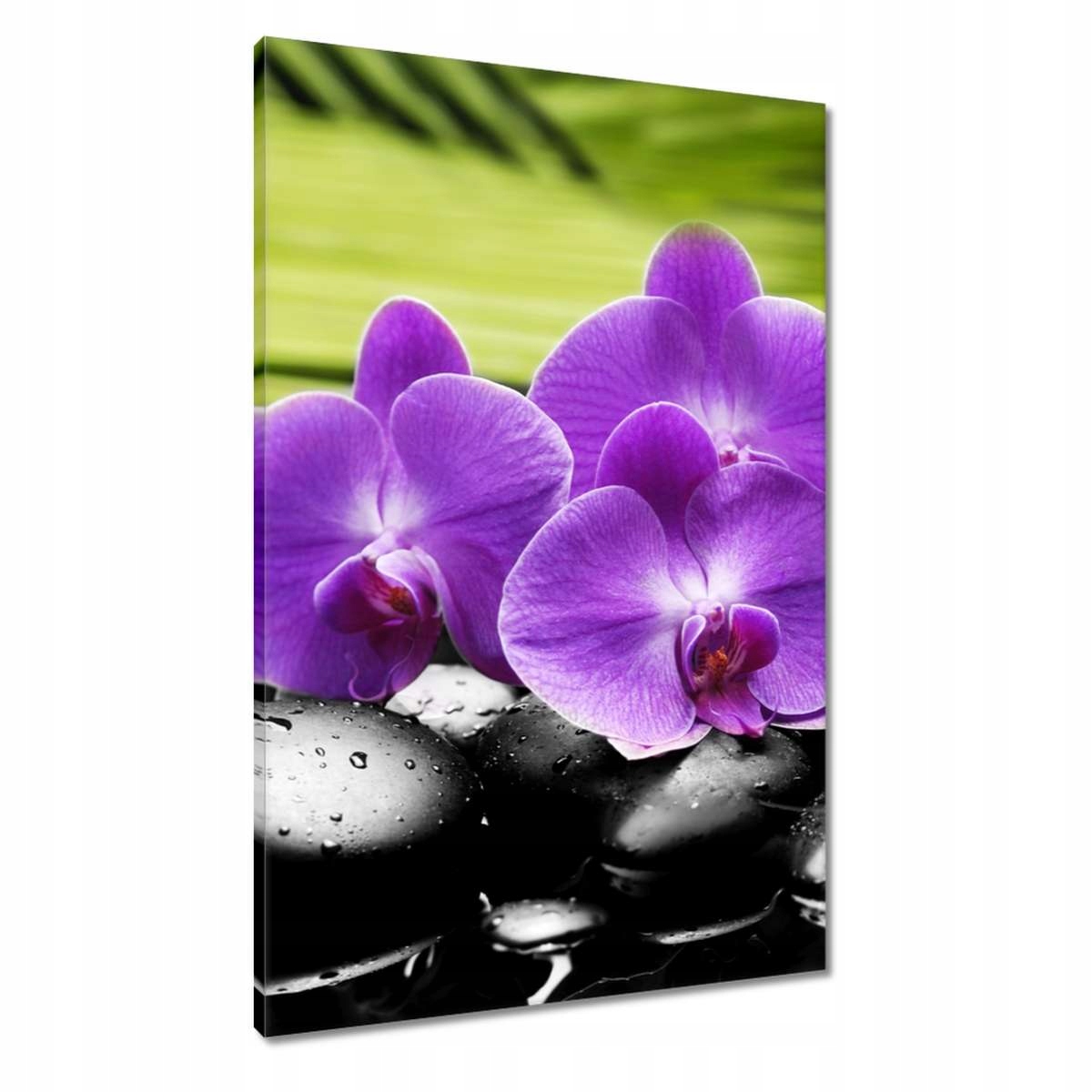 Obrazy 60x90 Orchideje na kamenech