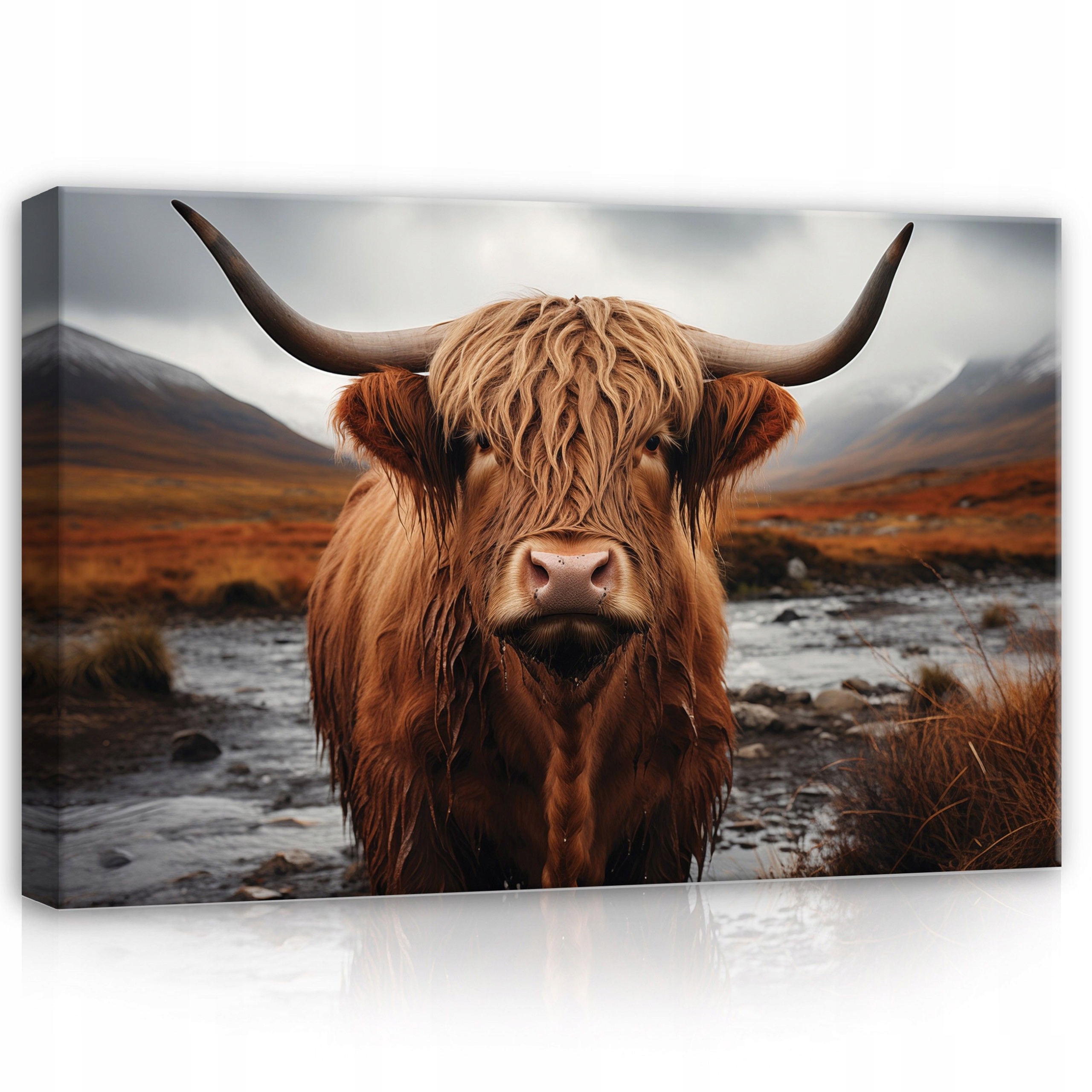 Obraz 120x80 Skotská kráva vysočina hory příroda zvířata portrét Skotsko