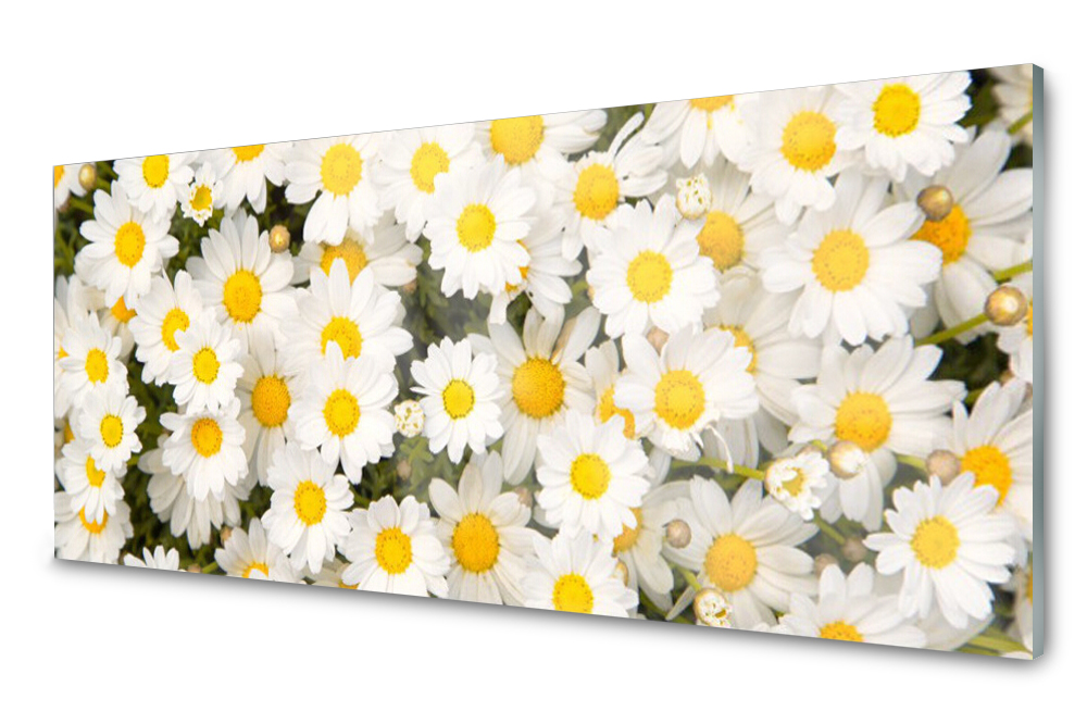 

Panel szklany do kuchni Stokrotki Kwiaty 125x50