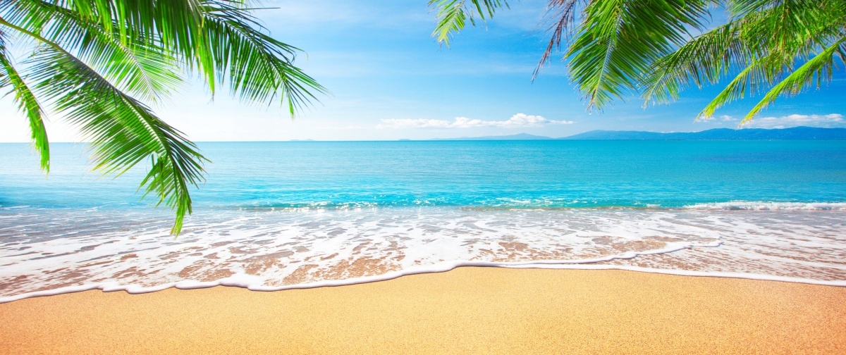 

Fototapeta Flizelinowa Palma i plaża 250x104