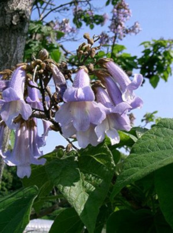 PAULOWNIA Cesarskie Drzewko Szczęścia SADZONKI !!!