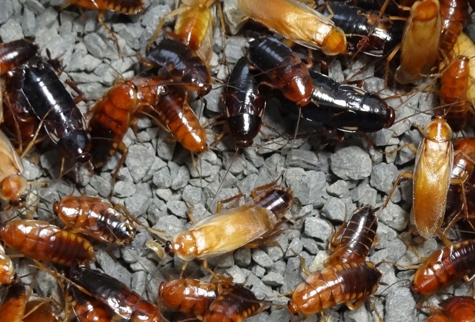 Турецкий таракан SEMI/SUB / ADULT ~2 см 50 шт.