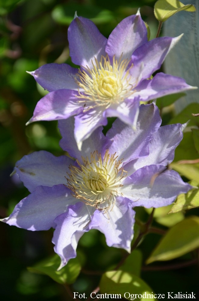 Clematis 'Thyrislund' Powojnik 70-90 cm 2L