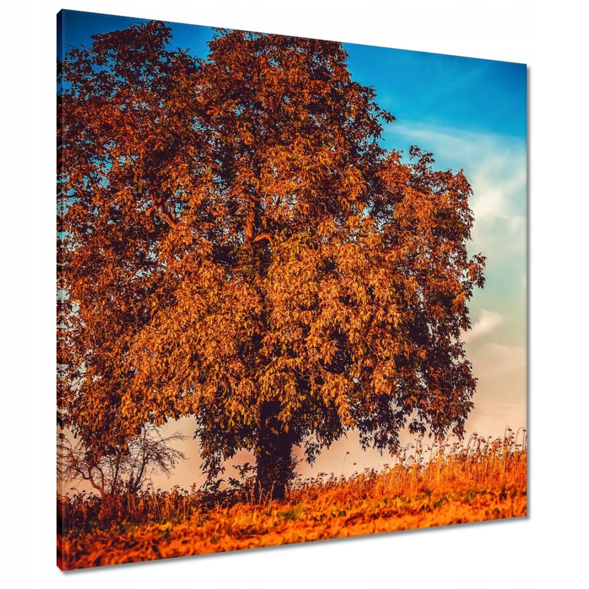 Obrazy 80x80 Podzimní barvy Krajina