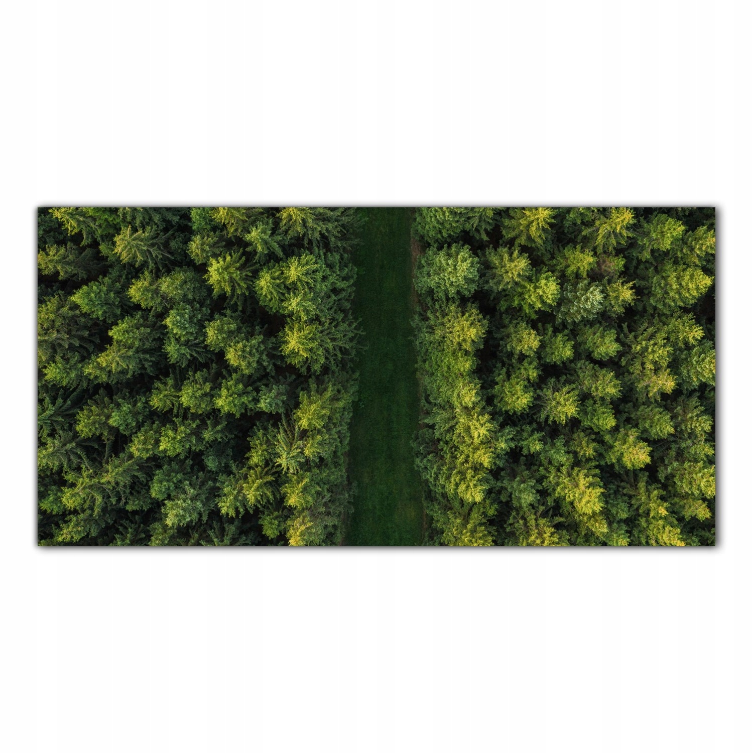 Cesta Les Stromy 100x50 Tvrzené skleněné panely