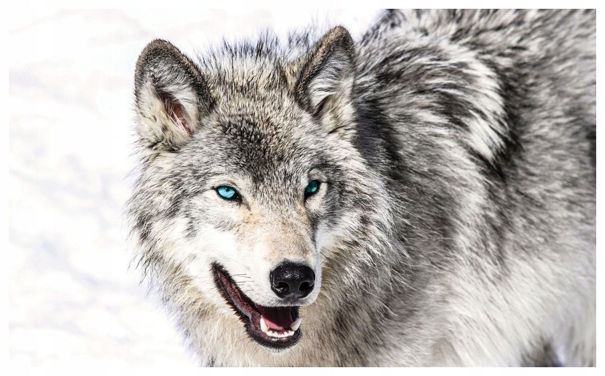 Fototapeta Zimní vlk modré oči vinylová 312x219 lepidlo