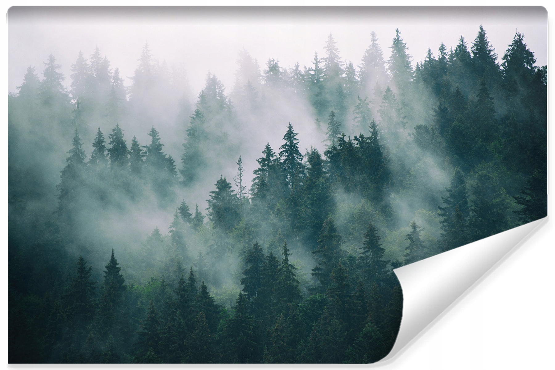Fototapeta Les V Mlze Stromy Příroda 3D 450x300