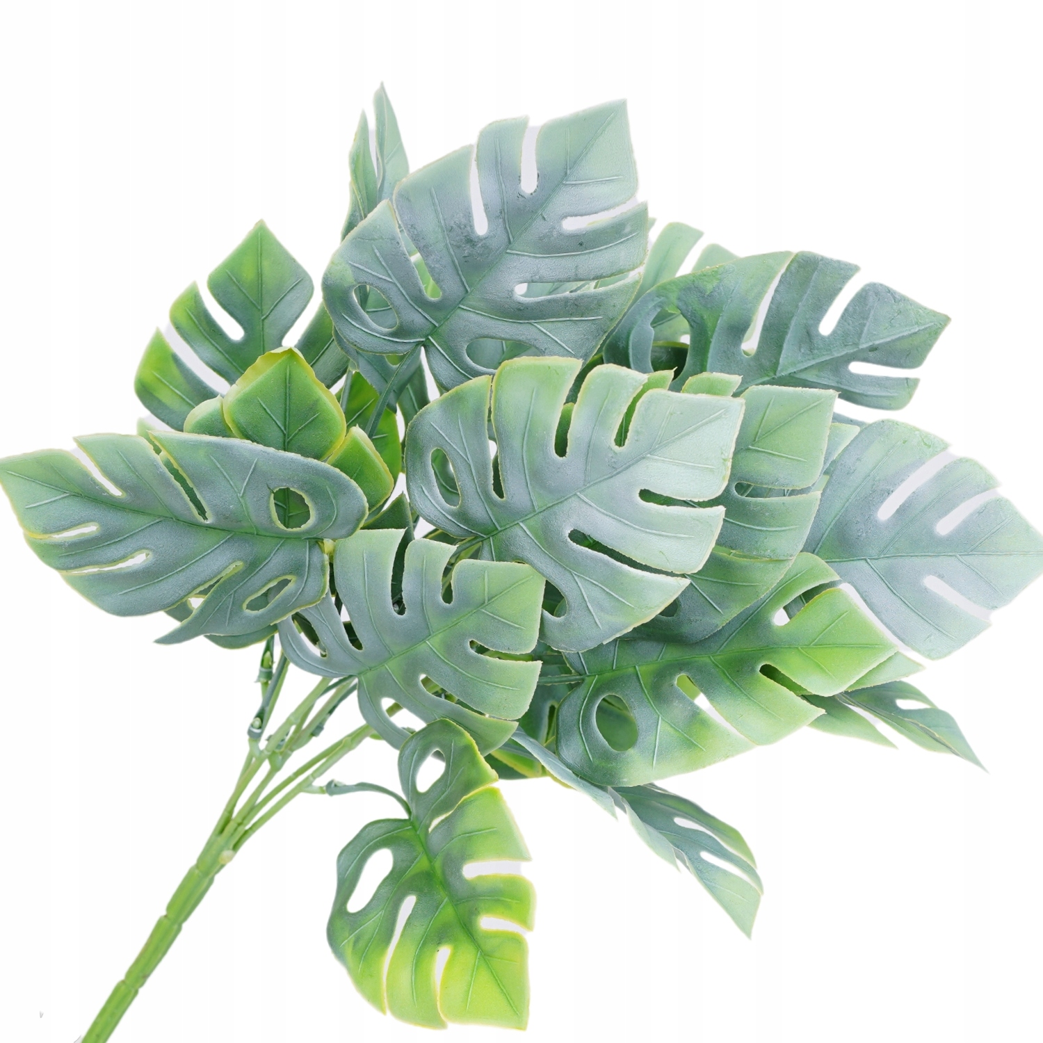

Monstera Bukiet Liście Monstery Gałązki Duży