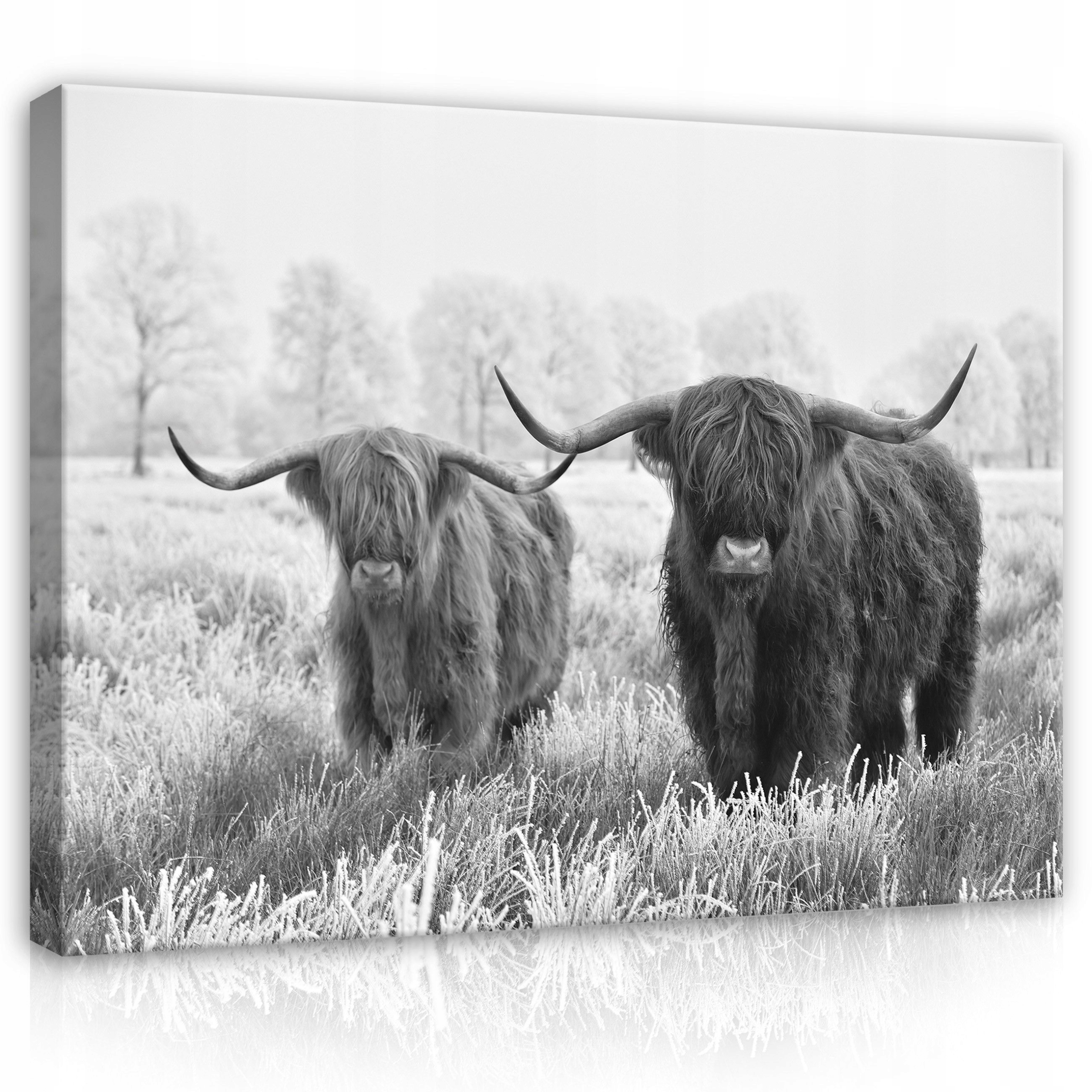 Obraz 80x60 Skotské krávy zima mráz příroda zvířata klid majestátnost