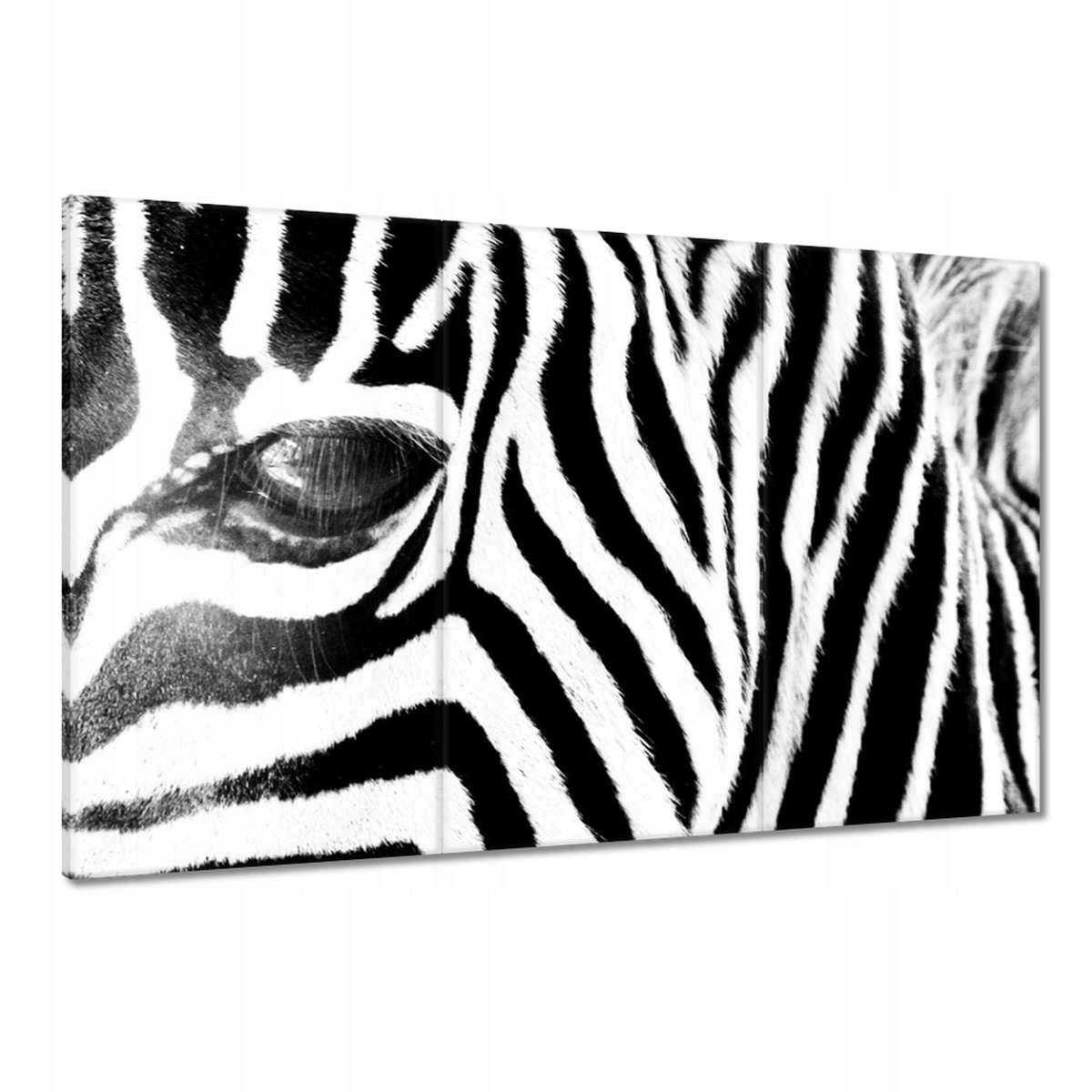 Obrazy 120x80 Zebra Pruhy