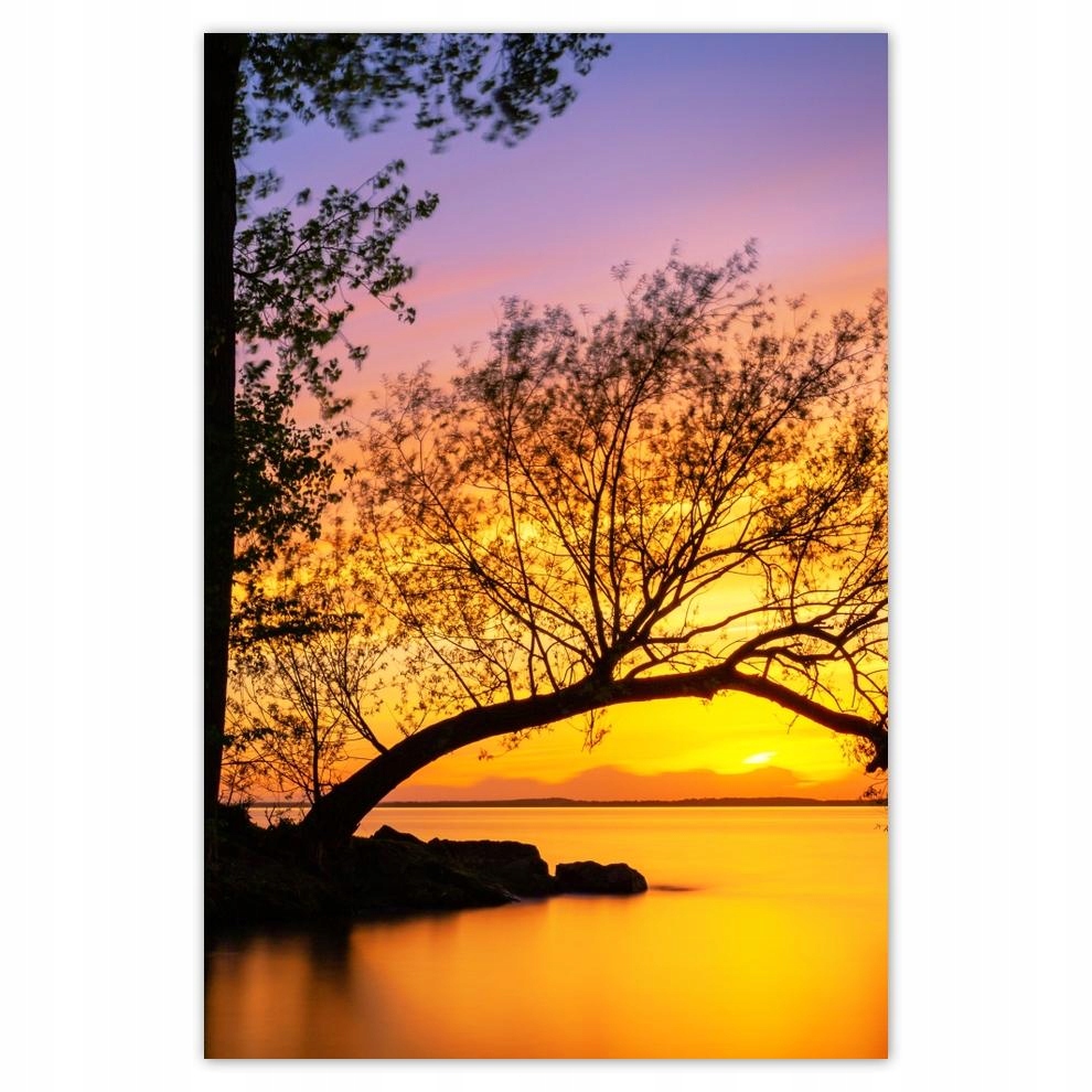 

Plakat 62x93 Drzewa Zachód słońca