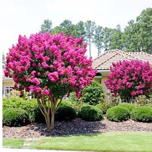 INDIAN LAGERSTROEMIA PINK DER AM LÄNGSTEN BLÜHENDE STRAUSCH DER WELT Produzent Gardenpark