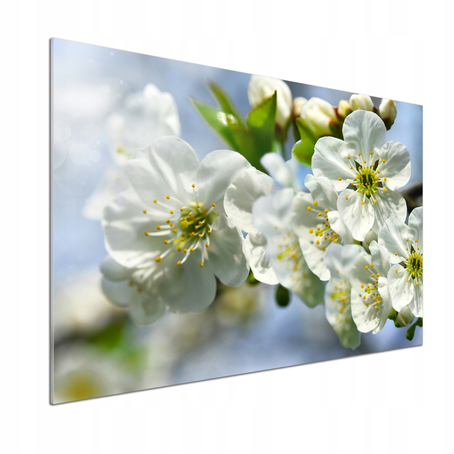 Dekorativní panel sklo Višňový květ 100 x 70 cm Lepidlo