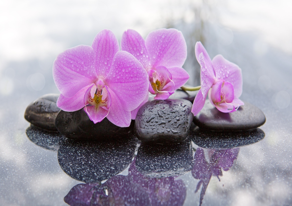 

Fototapeta Flizelinowa Orchidea Kamienie 312x219